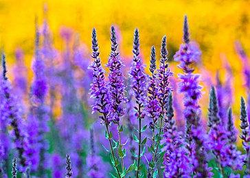 无光盘实体版新案例 《红霞岛》实体版仅提供下载码